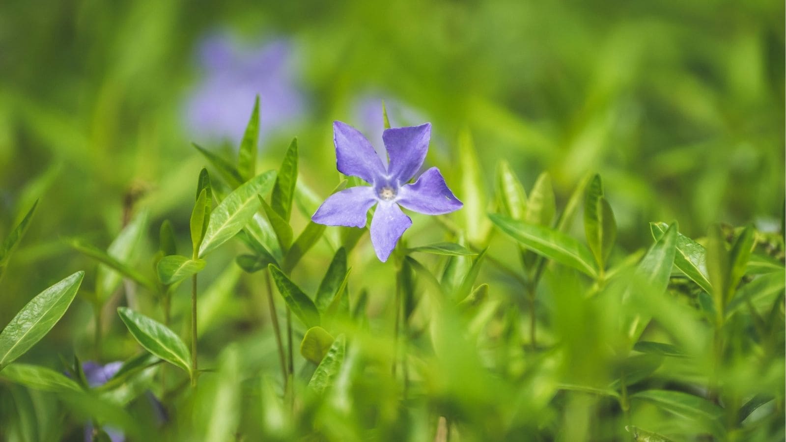 Close-up of a single purple periwinkle flower surrounded by green leaves and grass, with other blurred purple flowers in the background.
