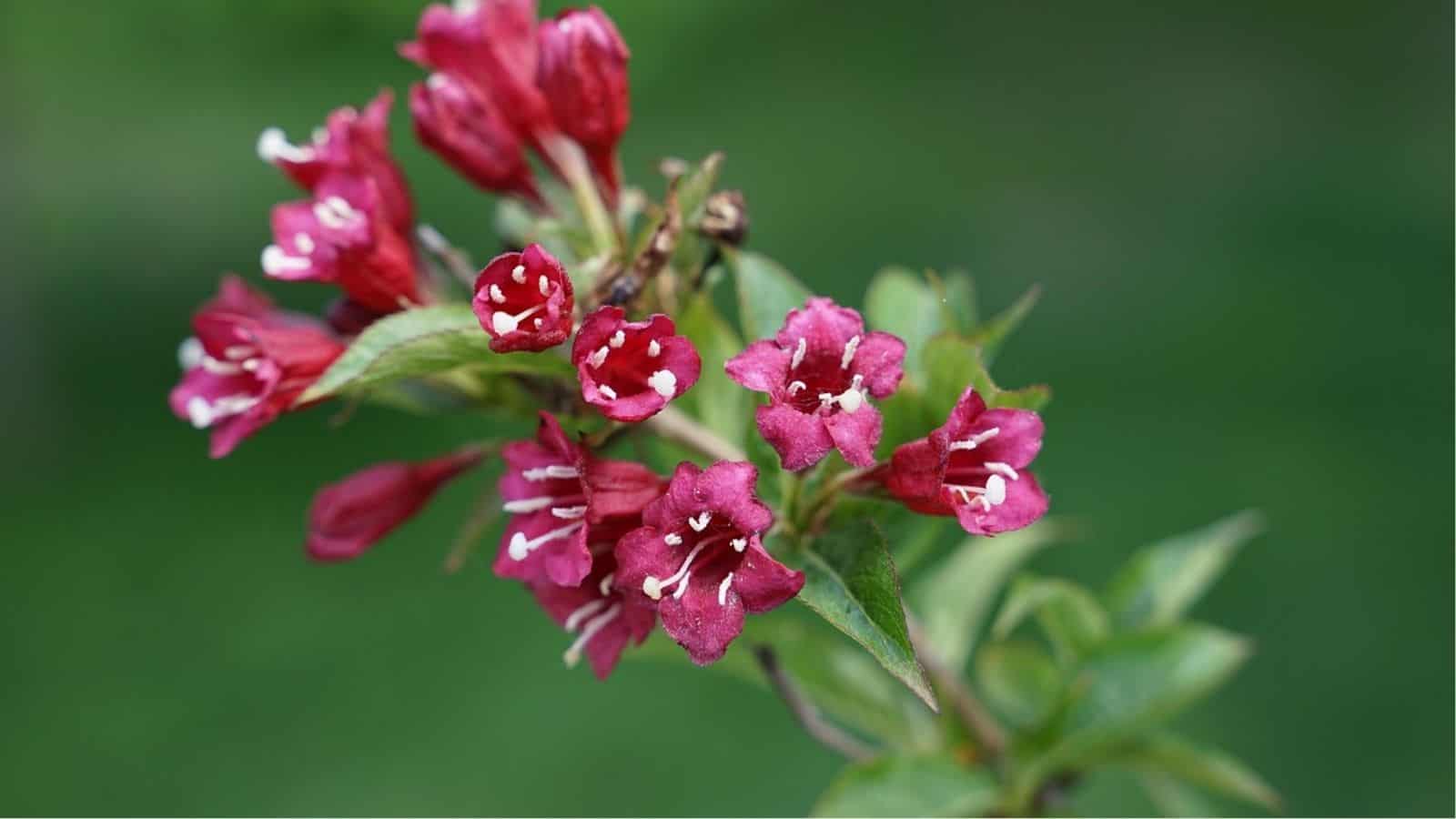 Cluster of small, tubular, deep pink flowers with white stamens on a green leafy stem, set against a blurred green background.