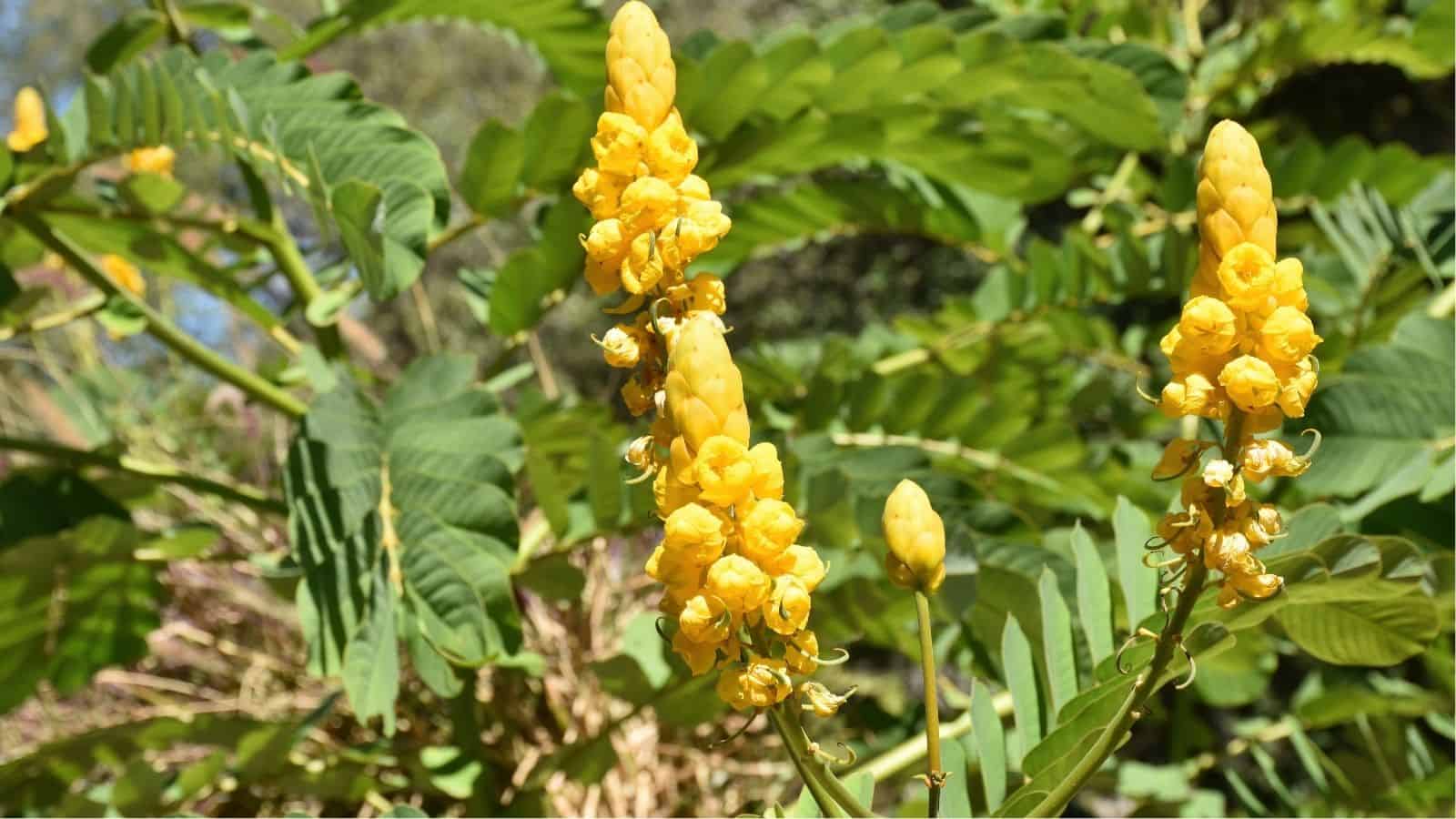 Bright yellow candle-like flowers and green leaves of a Senna alata plant are shown in sunlight, with a blurred natural background.