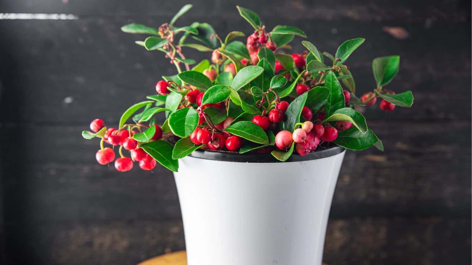 A white pot containing a plant with green leaves and clusters of small red berries, set against a dark wooden background.