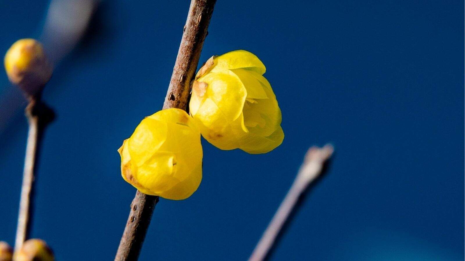 Close-up of two yellow flower buds on a branch against a solid blue background.