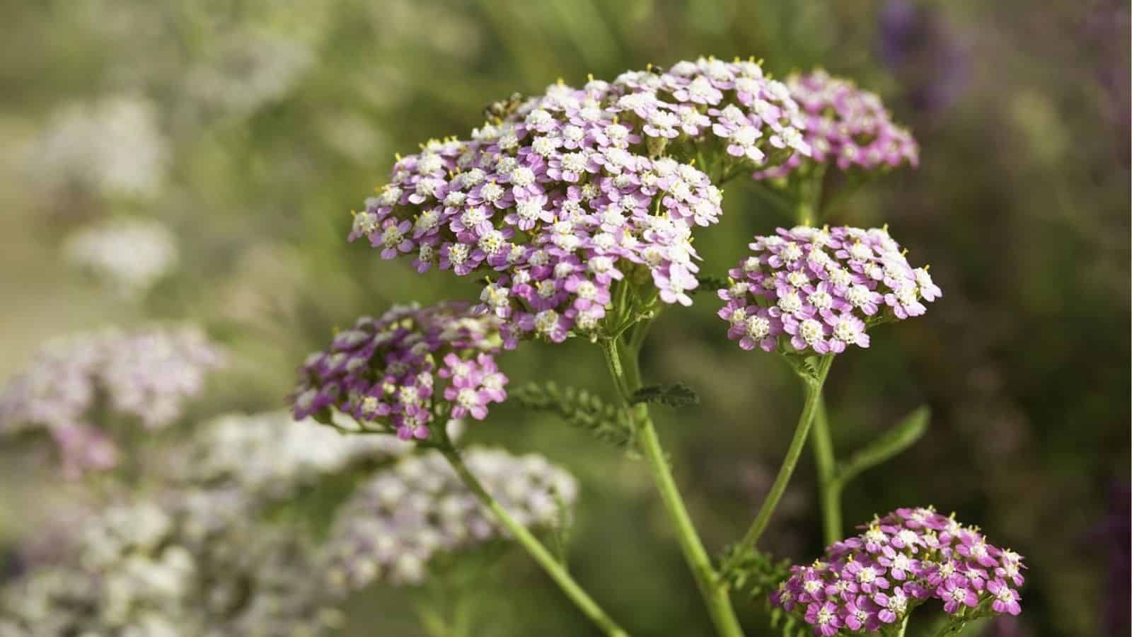 Close-up of blooming yarrow plants with clusters of small, light purple and white flowers on green stems against a blurred natural background.