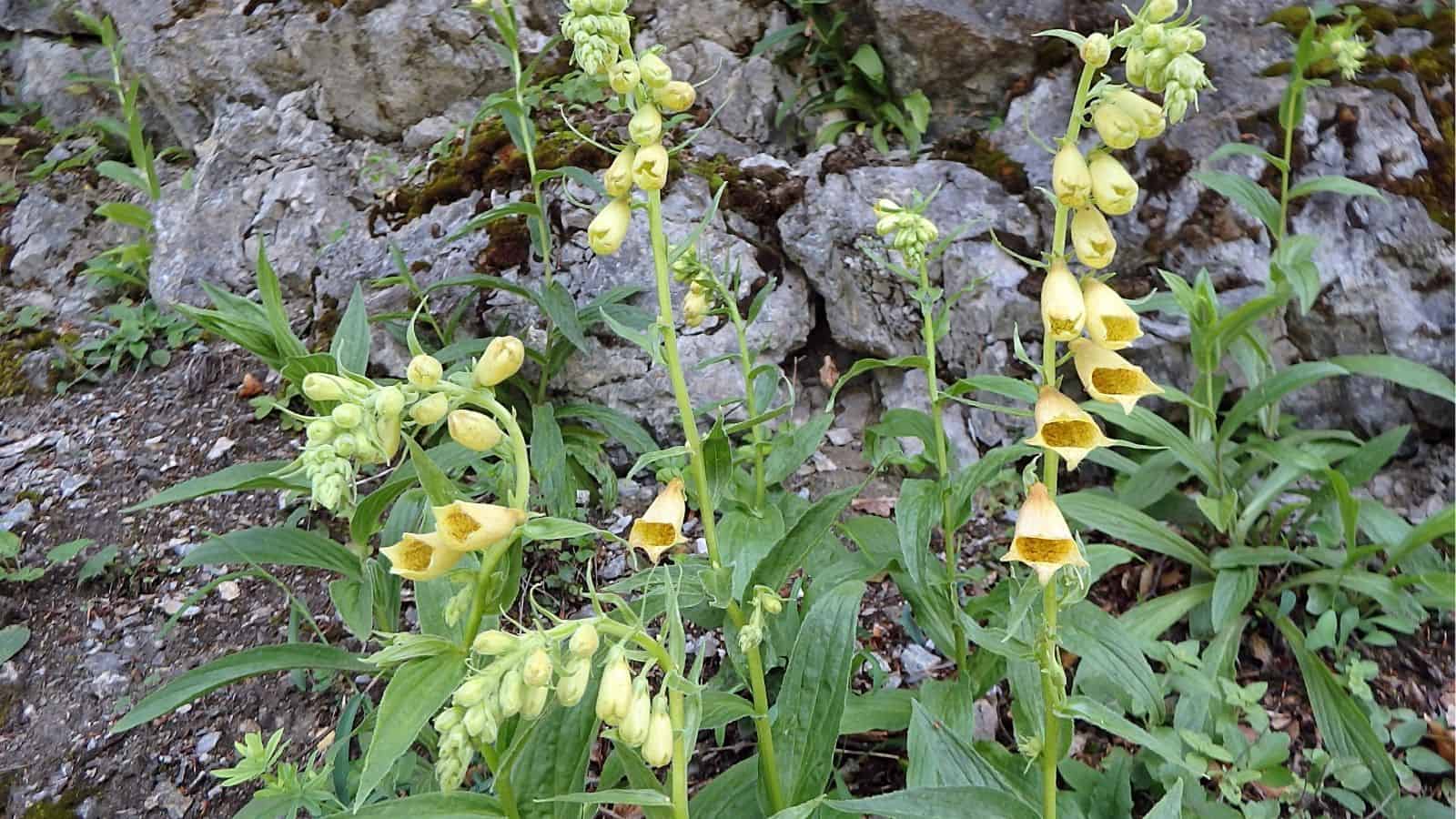 Yellow bell-shaped flowers grow on tall green stems among rocks and green leafy plants.