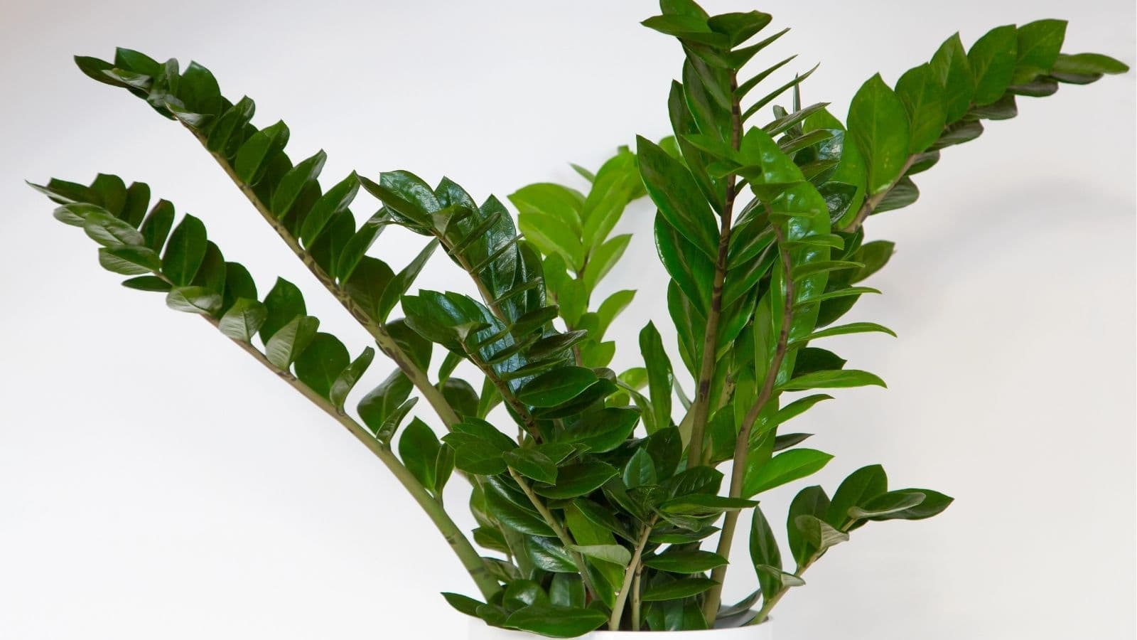 A ZZ plant with glossy, dark green leaves against a plain white background.