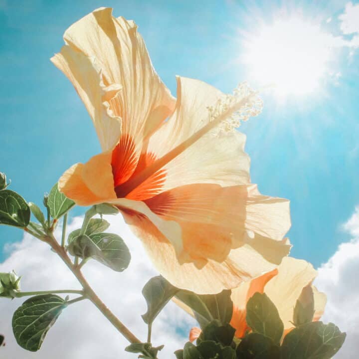 A close-up of a pale orange hibiscus flower with sunlight shining through its petals against a bright blue sky with scattered clouds.
