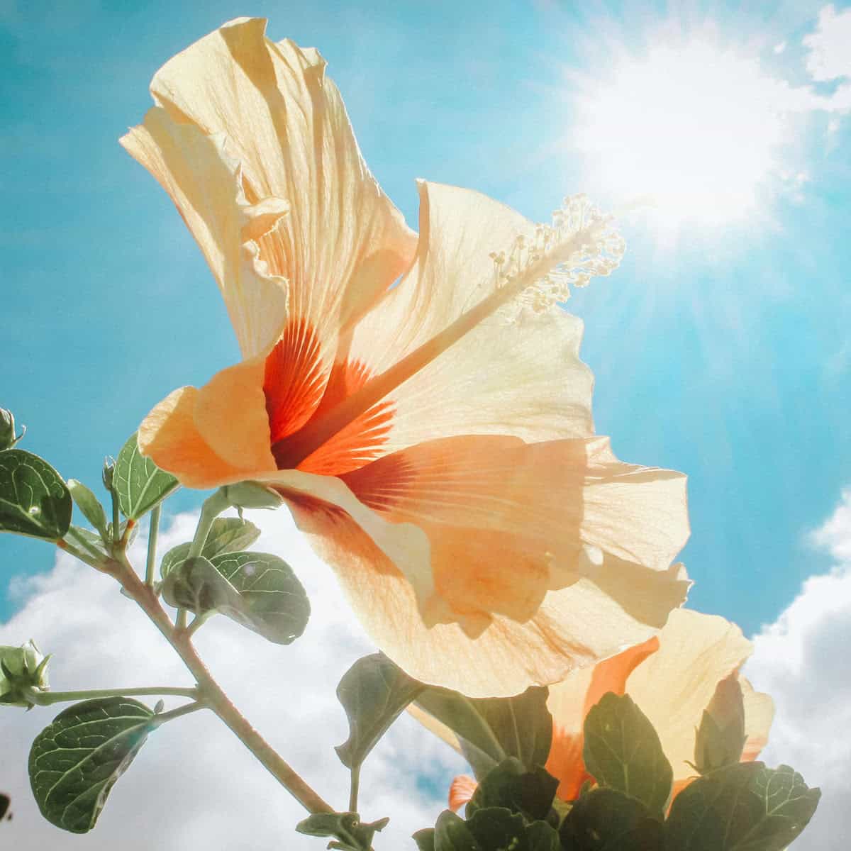 A close-up of a pale orange hibiscus flower with sunlight shining through its petals against a bright blue sky with scattered clouds.