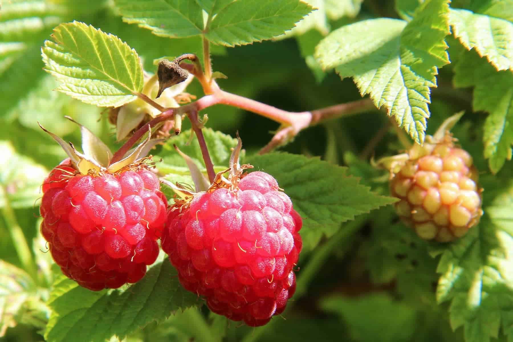 Close-up of two ripe red raspberries and one unripe raspberry growing on a bush with green leaves, perfect for summer foraging.