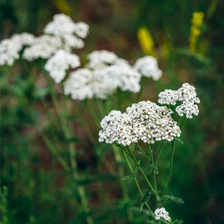 Close-up of clusters of small white flowers with green stems and leaves, set against a blurred green background—perfect for summer foraging enthusiasts.