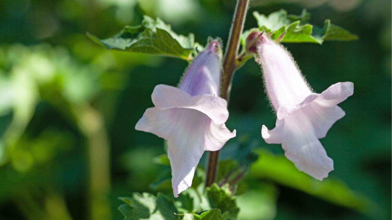 Two pale purple, bell-shaped flowers with green leaves and sunlight in the background.