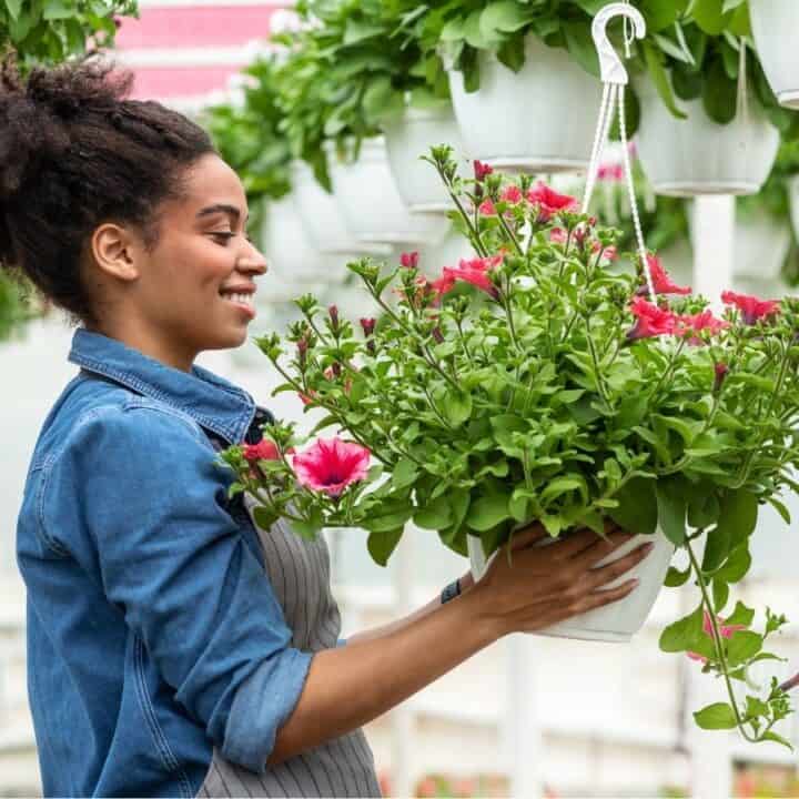 A woman wearing a denim shirt and apron holds a hanging pot of pink flowers in a greenhouse filled with similar hanging plants.