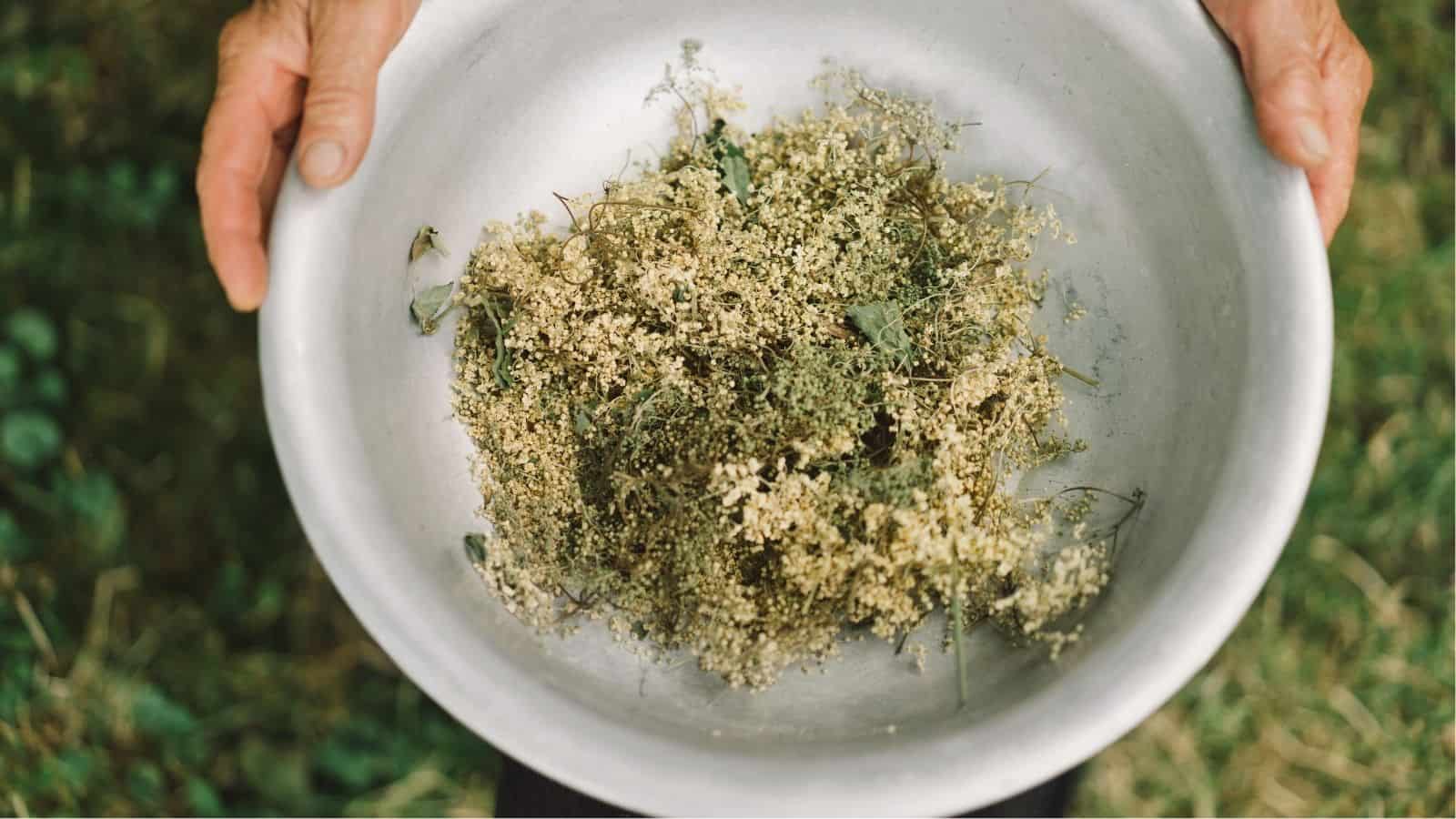 A person holding a white bowl containing dried flowers and leaves, photographed outdoors with grass visible in the background.