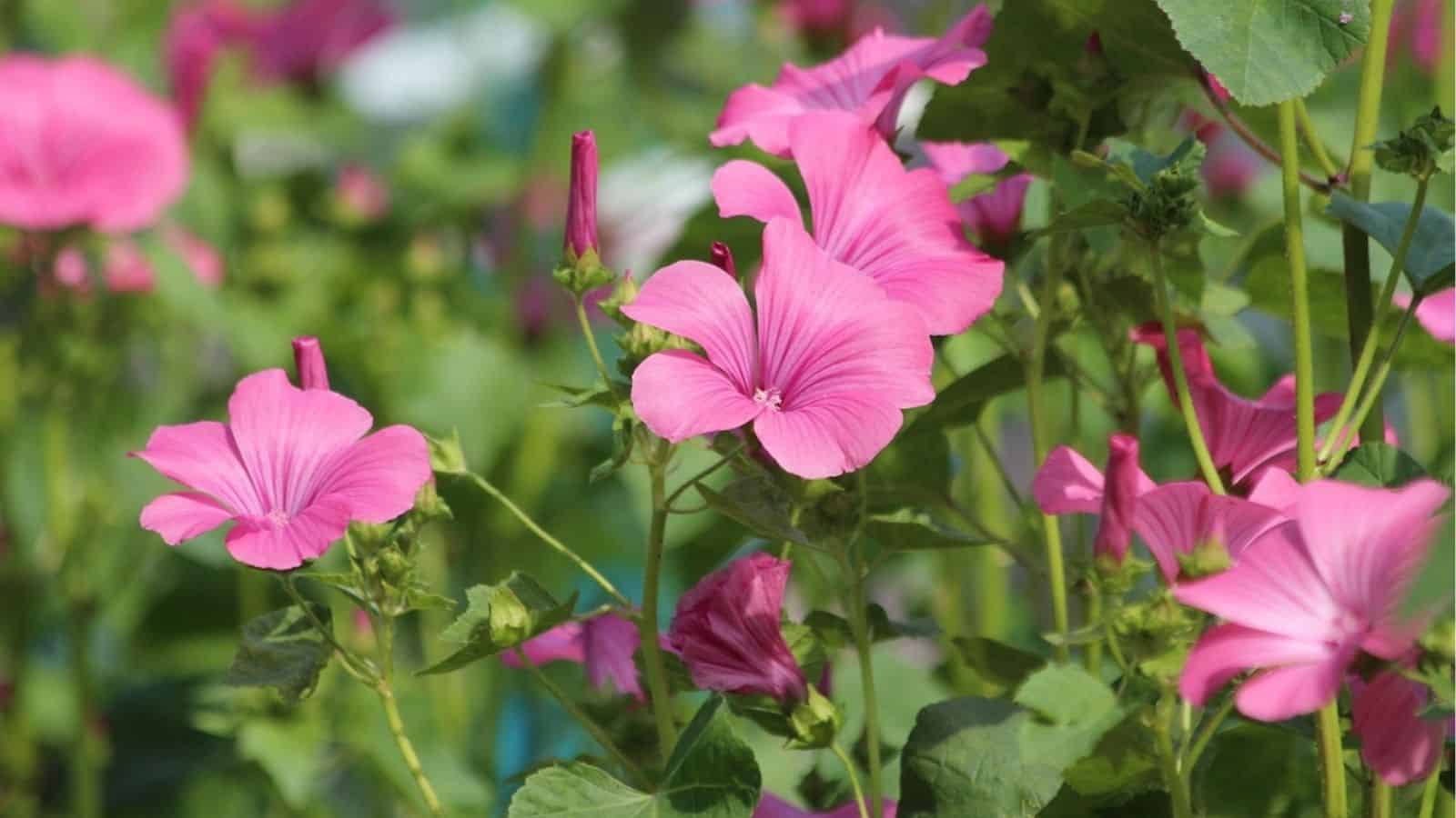Bright pink flowers with five petals each are blooming among green leaves and stems in a sunlit outdoor setting.