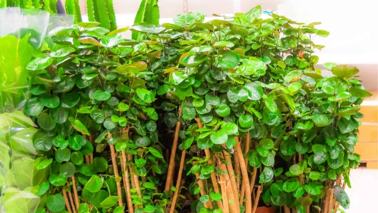 Several lush green Polyscias plants with rounded leaves and thin woody stems are grouped together indoors under bright lighting.