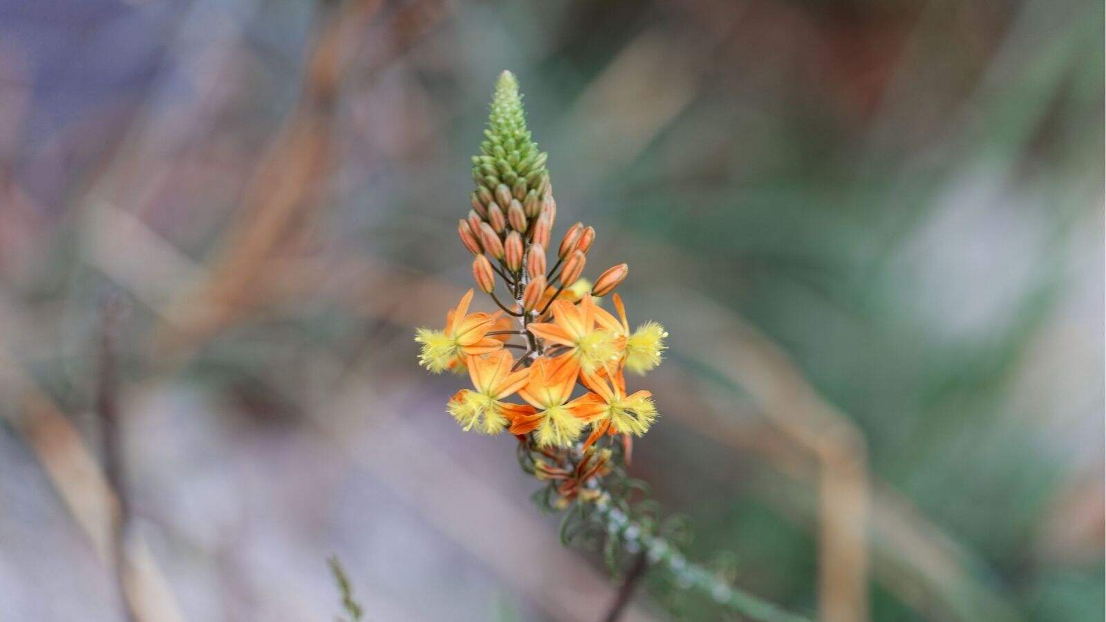A close-up of an orange and yellow wildflower with pointed buds and small blossoms, set against a blurred green and brown background.