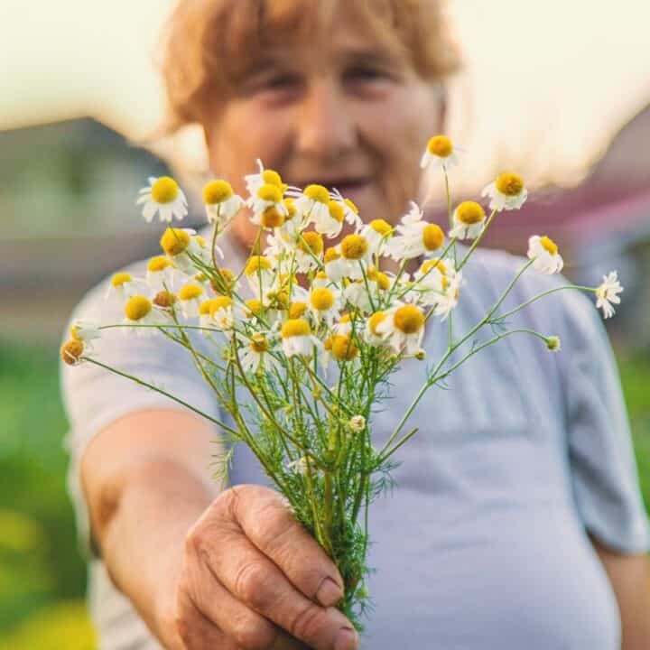An older woman stands outdoors, holding a small bouquet of chamomile flowers toward the camera, with houses and greenery in the background.