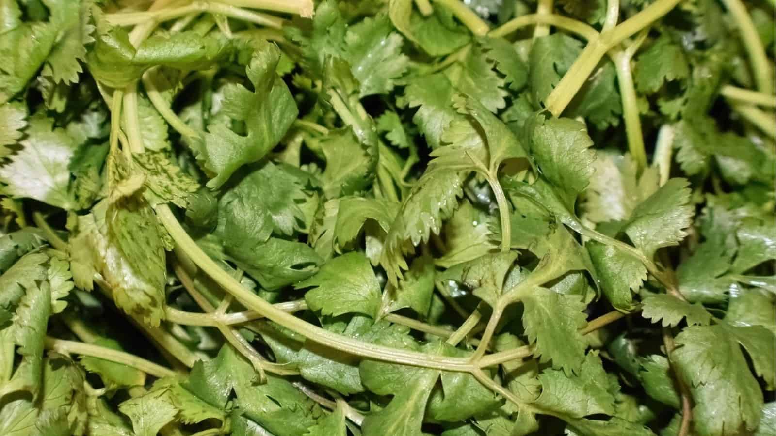 Close-up of fresh cilantro leaves and stems, showing their green color and detailed leaf texture.