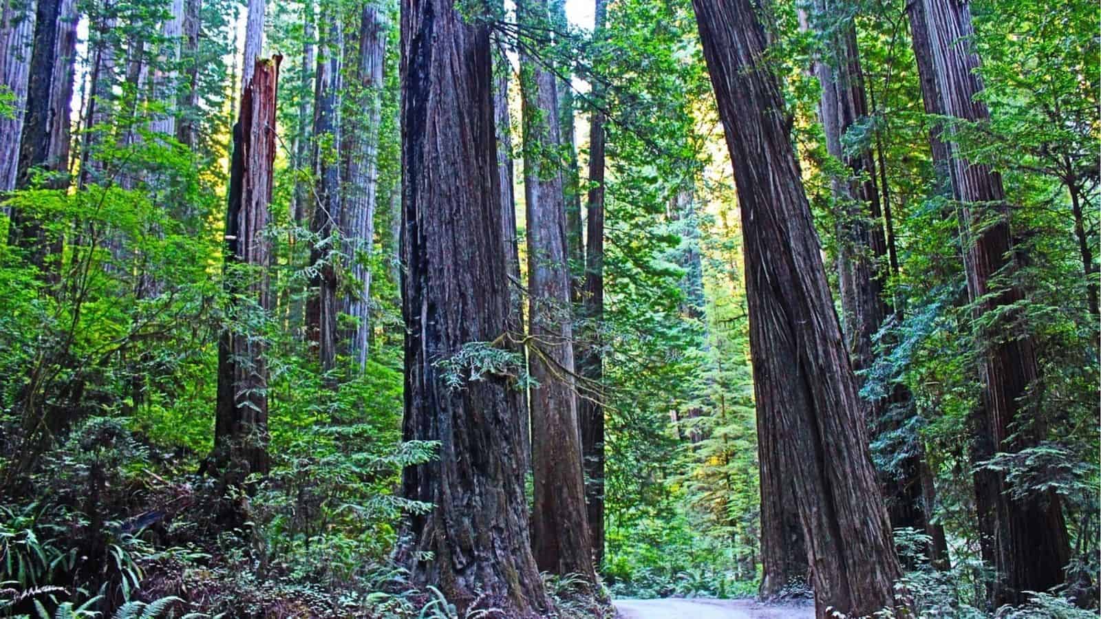 A forest scene with tall, straight redwood trees, dense green foliage, ferns, and a narrow path winding through the trees.