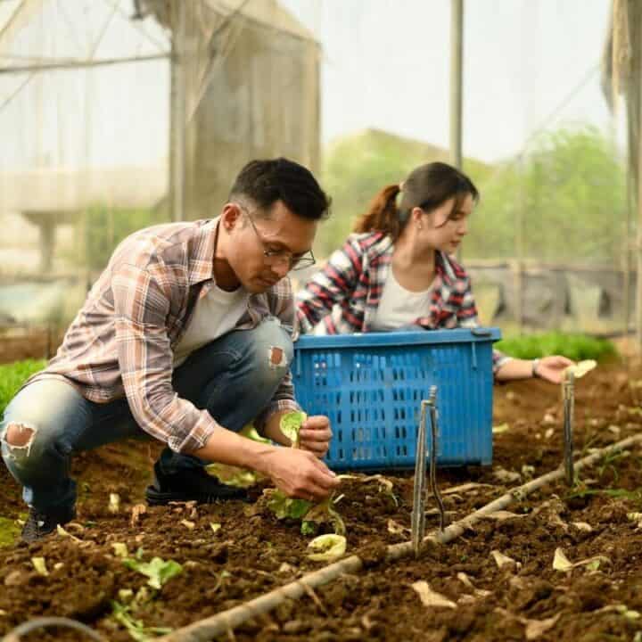 Two people harvesting vegetables in a greenhouse, placing produce into a blue crate on the soil among rows of leafy green plants.