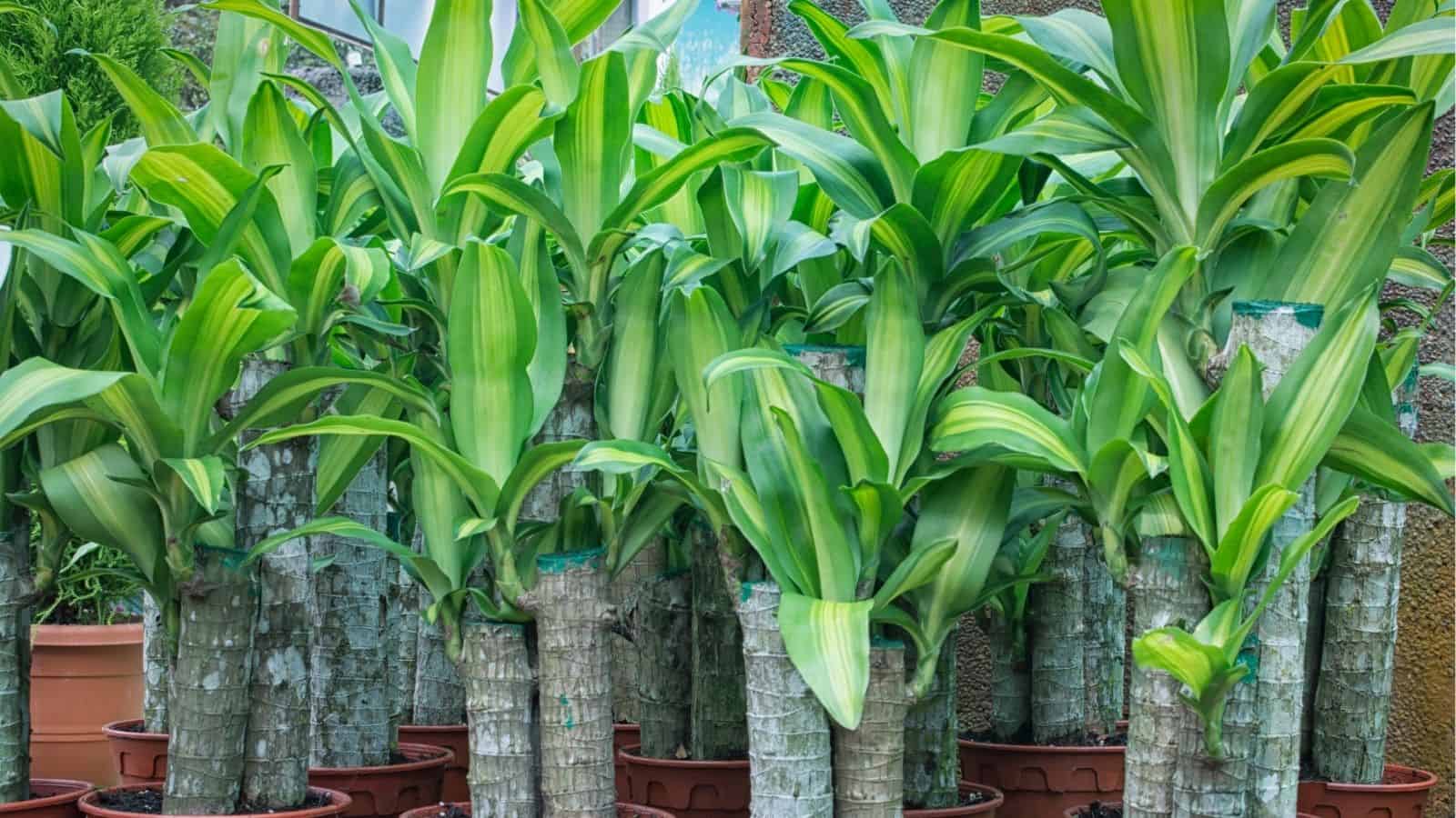 Several potted Dracaena fragrans plants with thick stems and green, variegated leaves are grouped closely together.