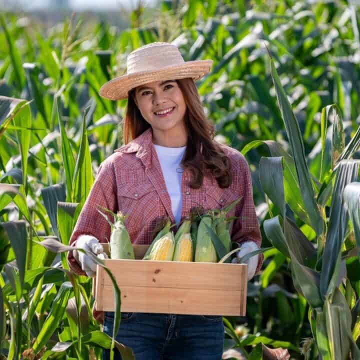A woman wearing a hat and plaid shirt stands in a cornfield, holding a wooden box filled with harvested corn cobs.