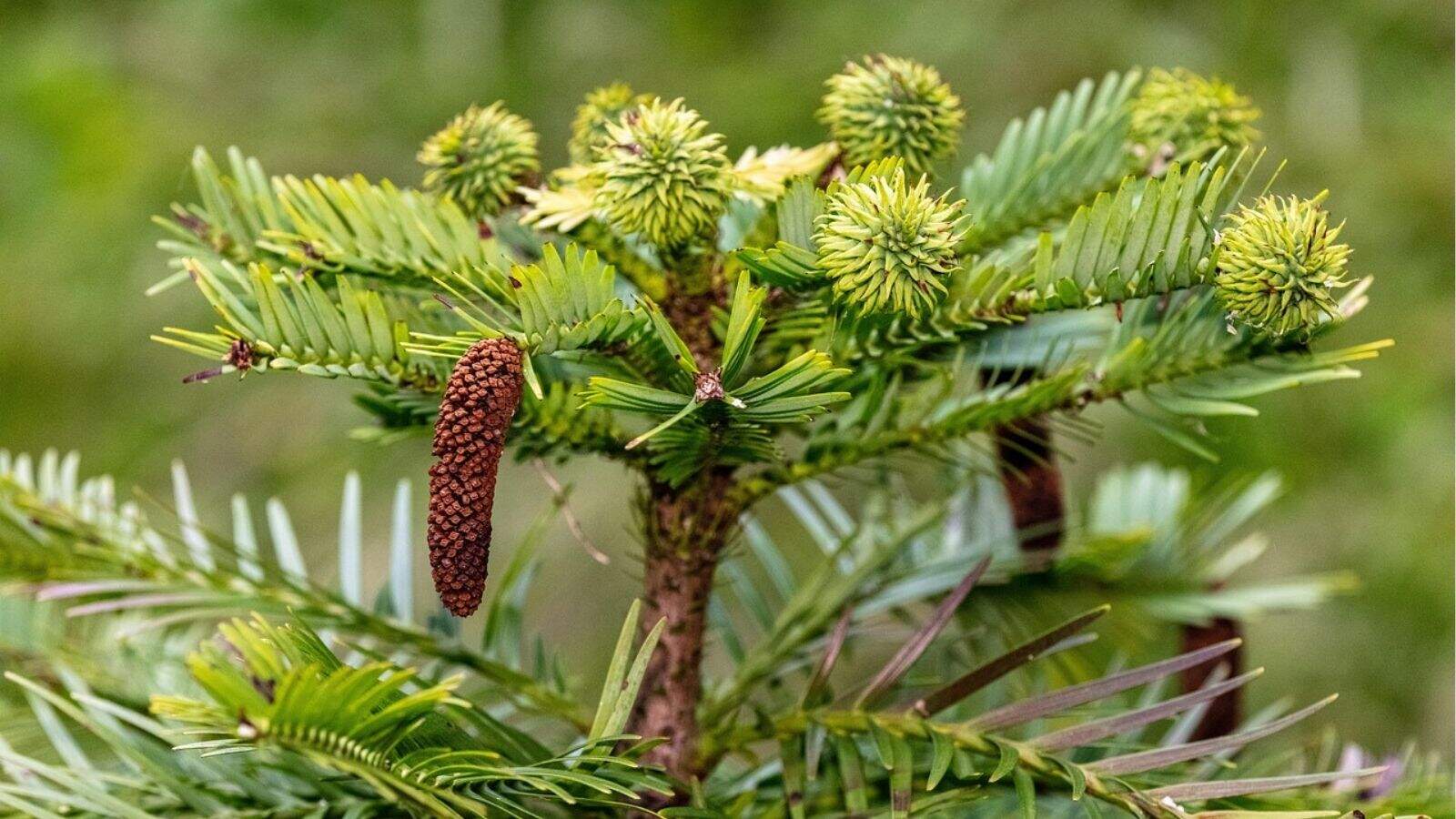 A close-up of green pine needles and round, spiky cones on a tree branch, with one elongated brown cone visible.