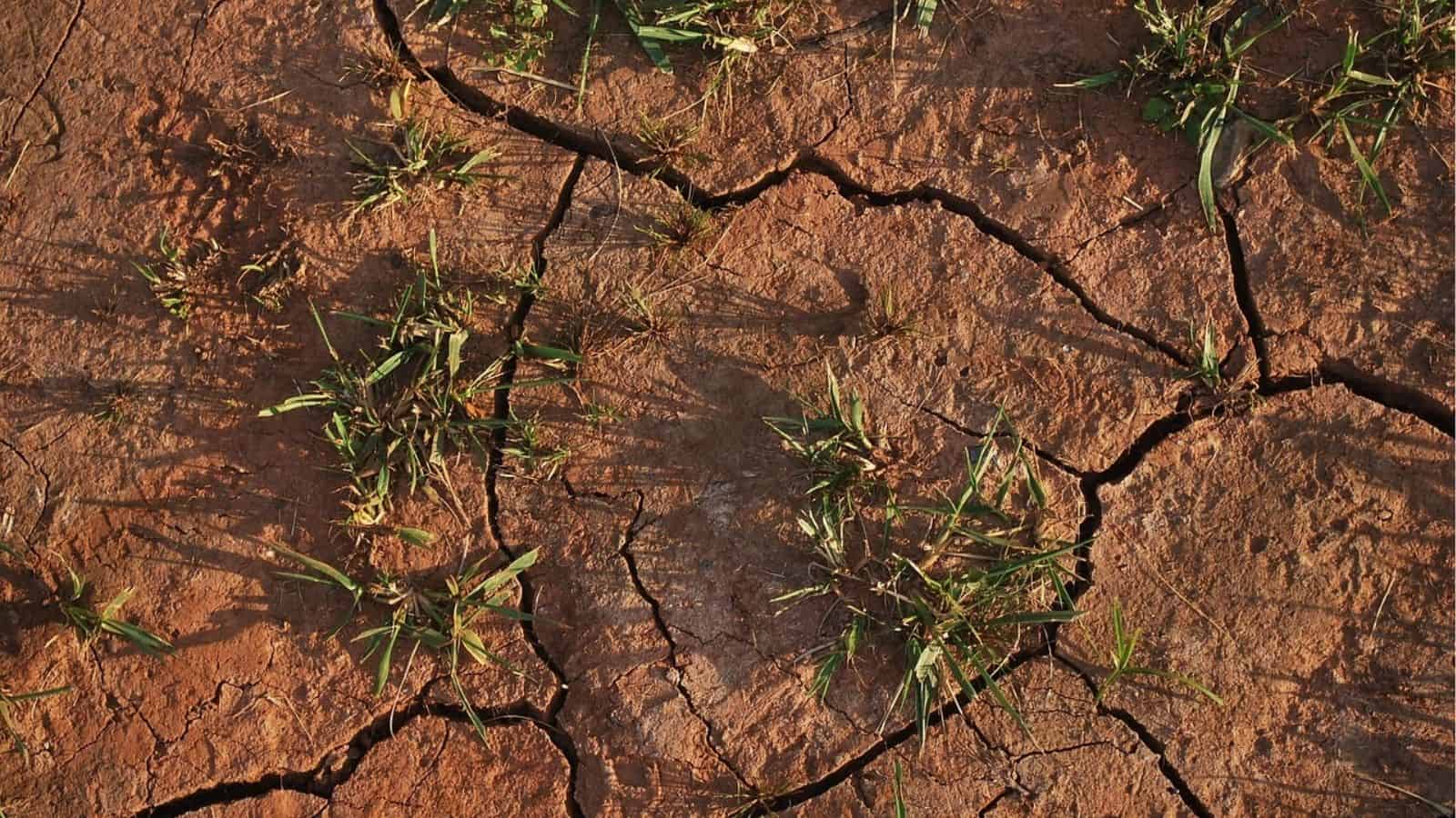 Dry, cracked soil with patches of green grass growing in between the fissures.
