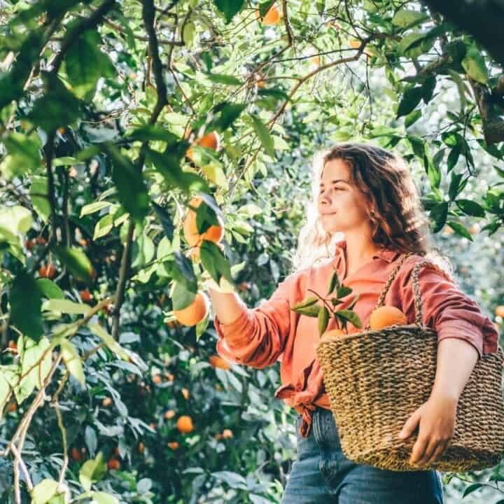 A person stands among orange trees, picking oranges and placing them into a woven basket on their arm. Sunlight filters through the leaves.