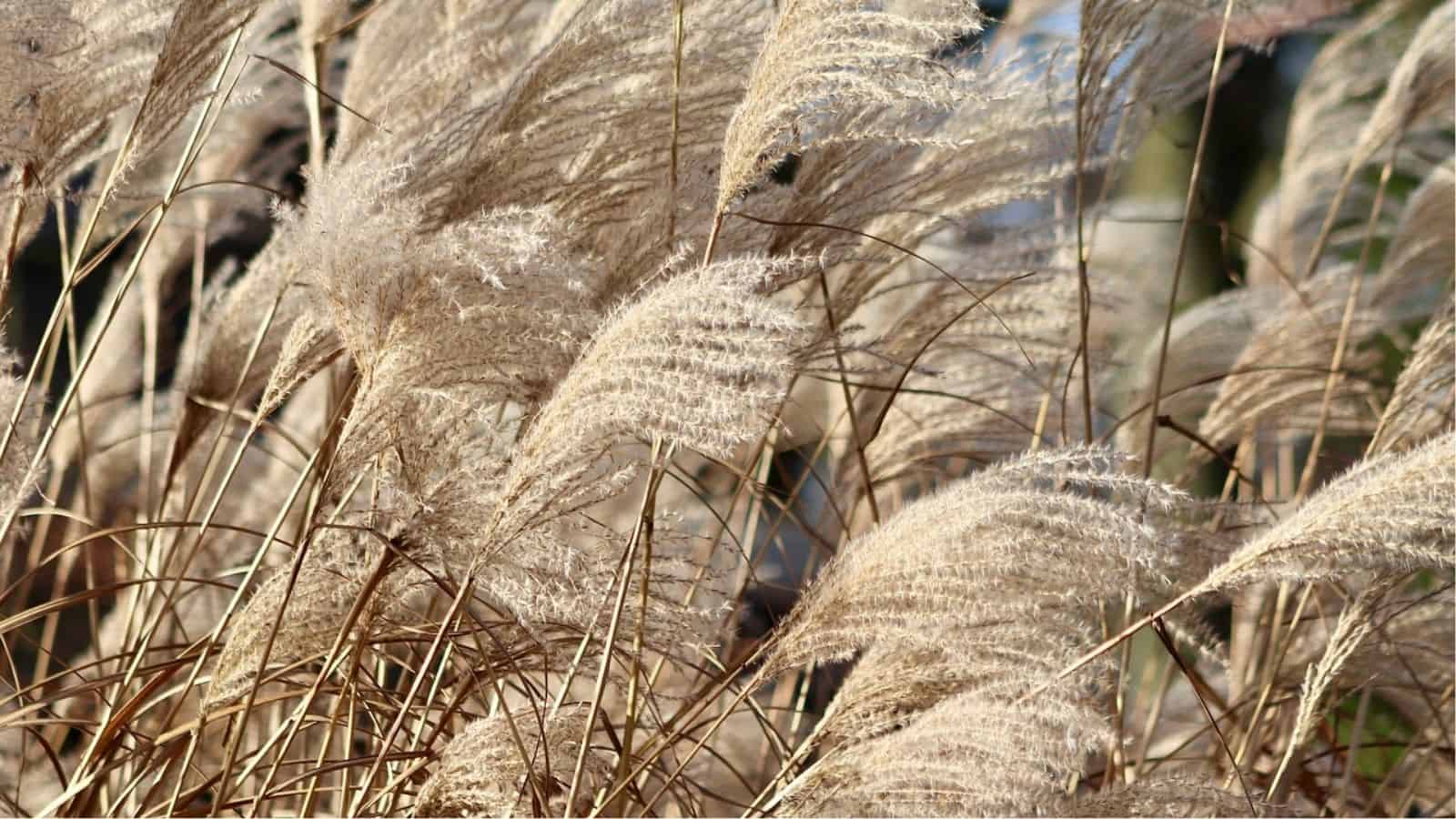 Tall, feathery beige grass plumes sway in the wind, with sunlight highlighting their delicate textures against a blurred natural background.
