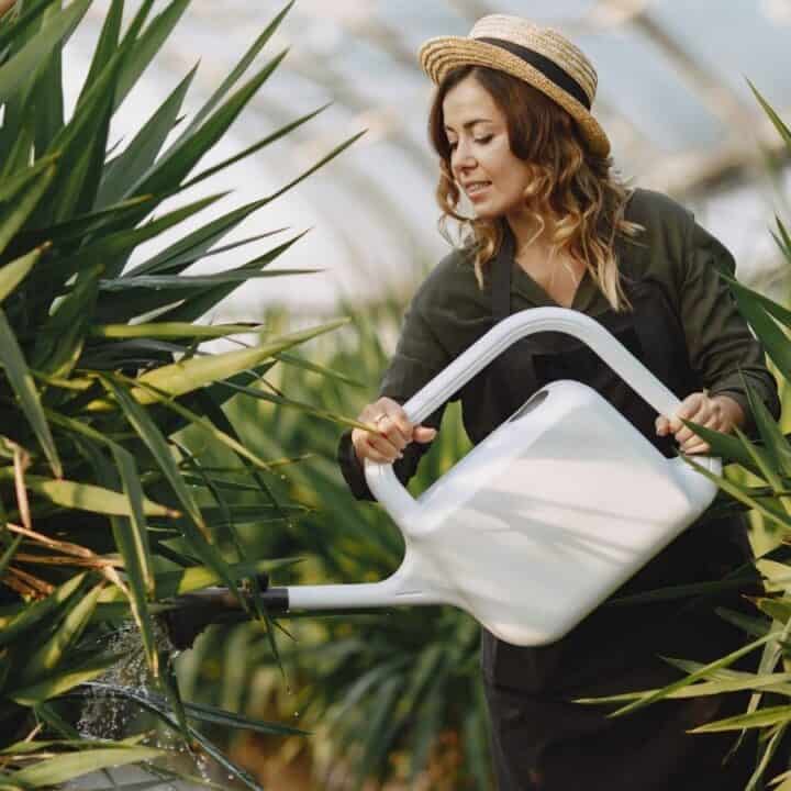 A woman wearing a hat waters plants with a white watering can inside a greenhouse filled with tall green foliage.