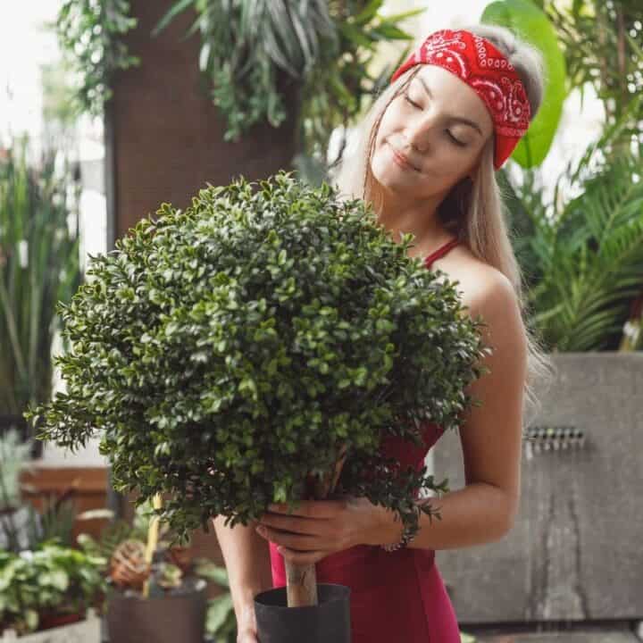 A woman wearing a red bandana holds a potted topiary plant in an indoor garden or plant shop, surrounded by various green plants.