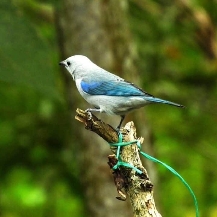 A small blue and gray bird is perched on the end of a broken branch with a green string tied around it, against a blurred green background.