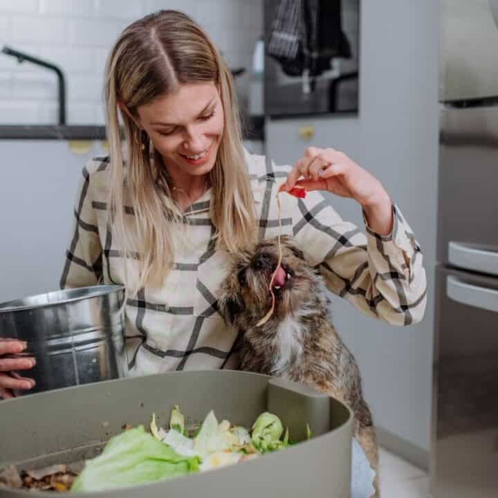A woman sits in a kitchen holding a metal bucket and feeding a treat to a cat next to a compost bin filled with food scraps.