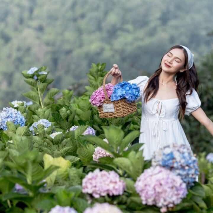 A woman in a white dress holds a basket of hydrangeas while standing among blooming hydrangea bushes outdoors.