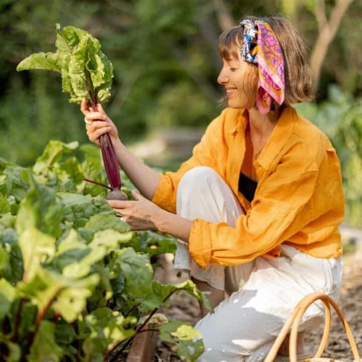 A woman in a yellow shirt and headscarf is kneeling in a garden, harvesting leafy greens and placing them in a basket.