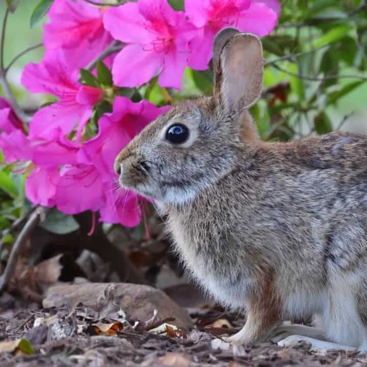 A brown rabbit sits on the ground next to vibrant pink flowers and green foliage.