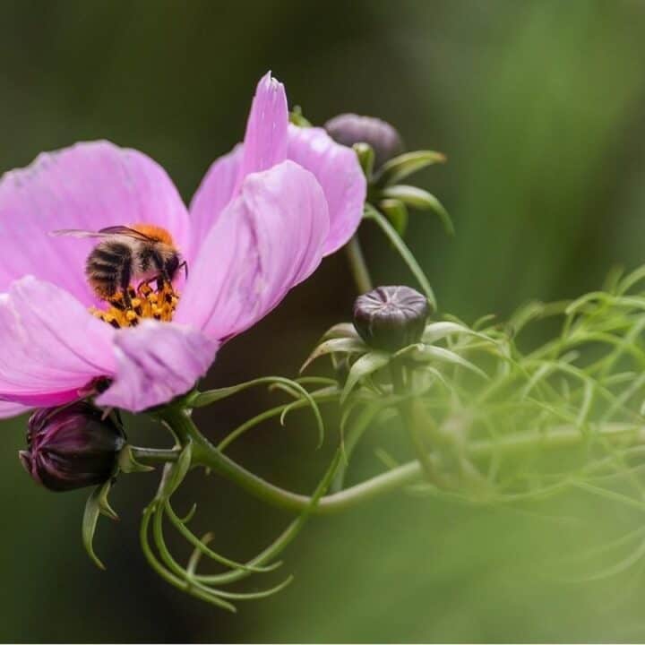 A bee collects pollen from the center of a pink flower with green buds and foliage in the background.