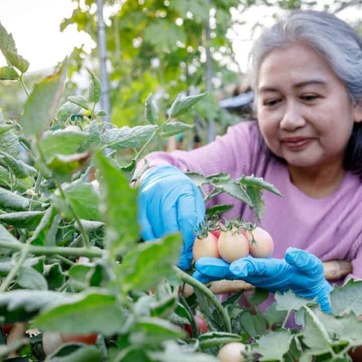 A woman wearing blue gloves picks ripe tomatoes from a plant in a garden.