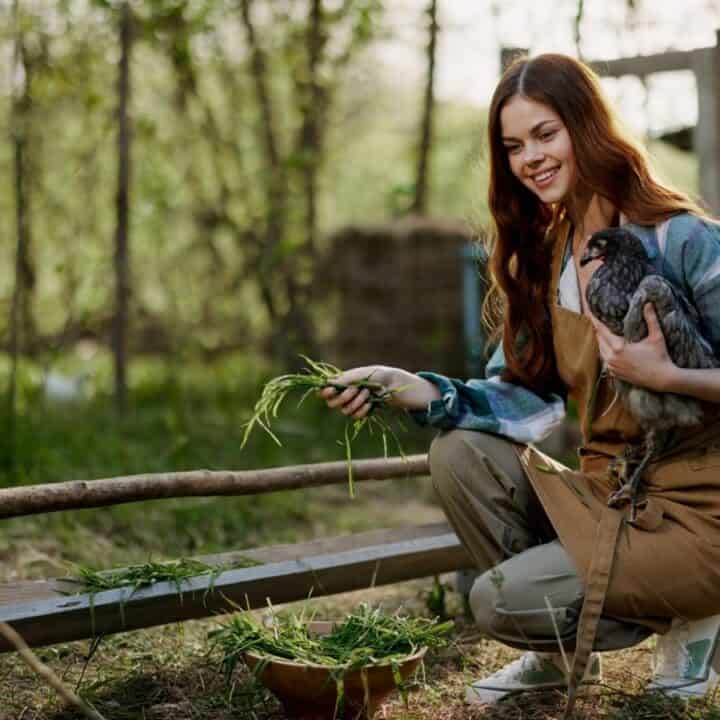 A woman wearing an apron kneels outdoors, holding a chicken in one arm and feeding it green plants with the other hand, in a rural garden setting.