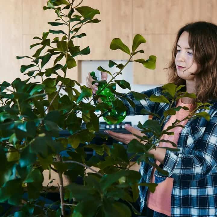 A woman in a plaid shirt waters a large indoor plant with a spray bottle in a modern kitchen.