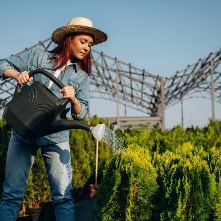 A person wearing a straw hat and denim clothes waters green shrubs with a black watering can in an outdoor garden center with metal structures in the background.