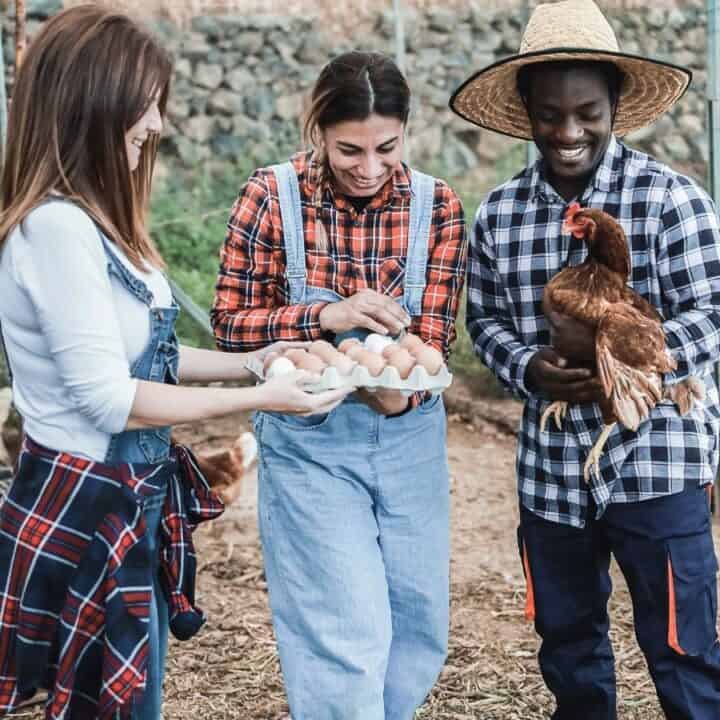 Three people on a farm stand together; one holds a chicken, one holds eggs, and the third points at the eggs. Chickens and a barn are visible in the background.