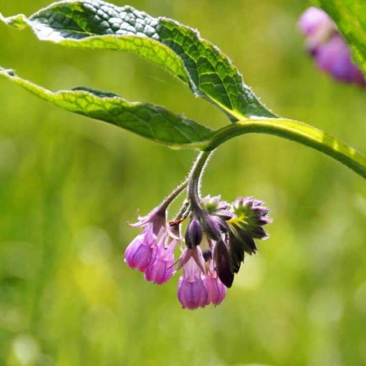 Close-up of a green stem with purple bell-shaped flowers hanging downward, set against a blurred grassy background.
