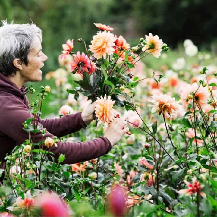 A person with short gray hair wearing a maroon hoodie tends to orange and pink flowers in a garden.