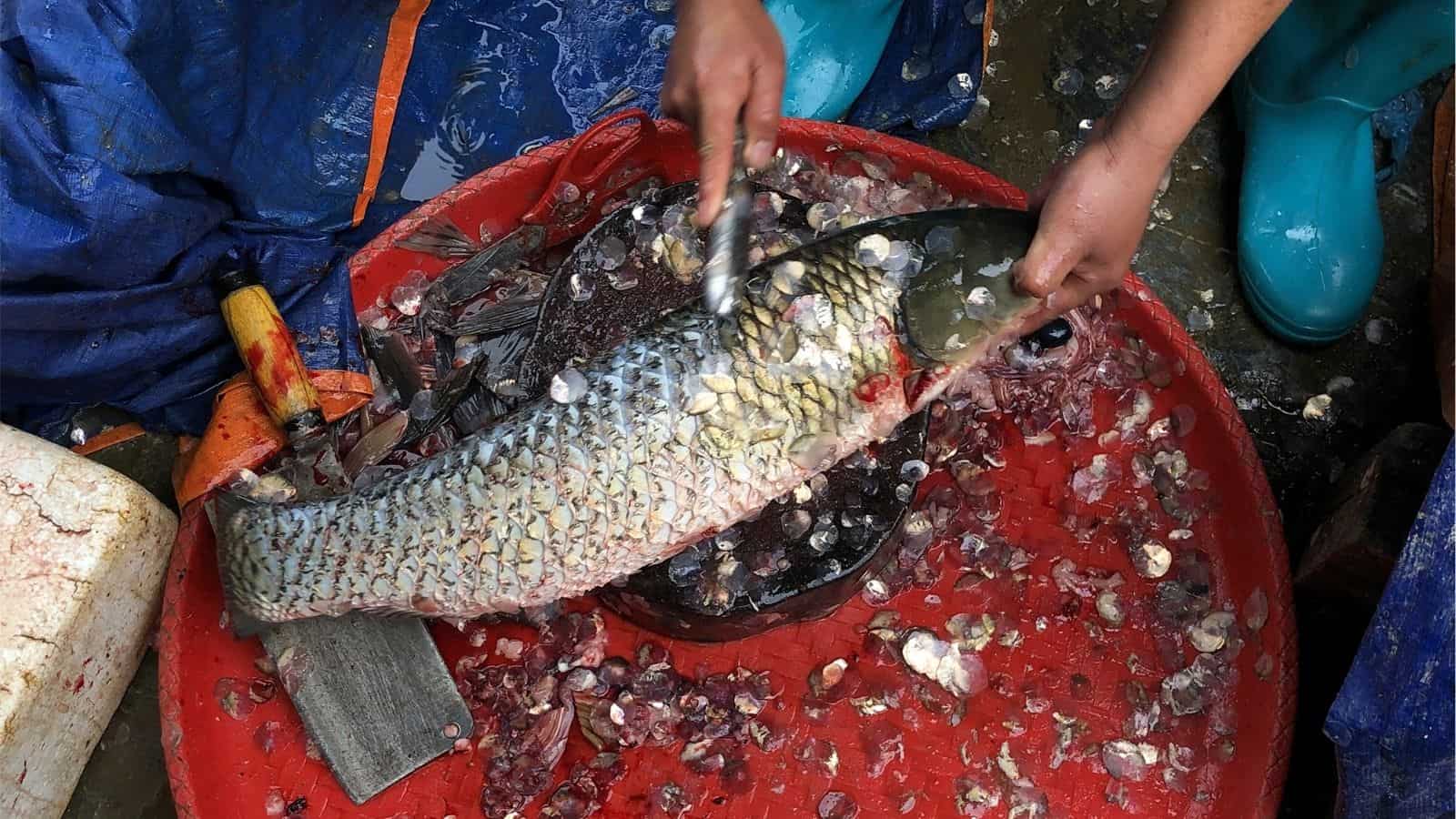 Person removing scales from a large fish with a knife on a red tray, surrounded by fish scales and wearing blue boots.