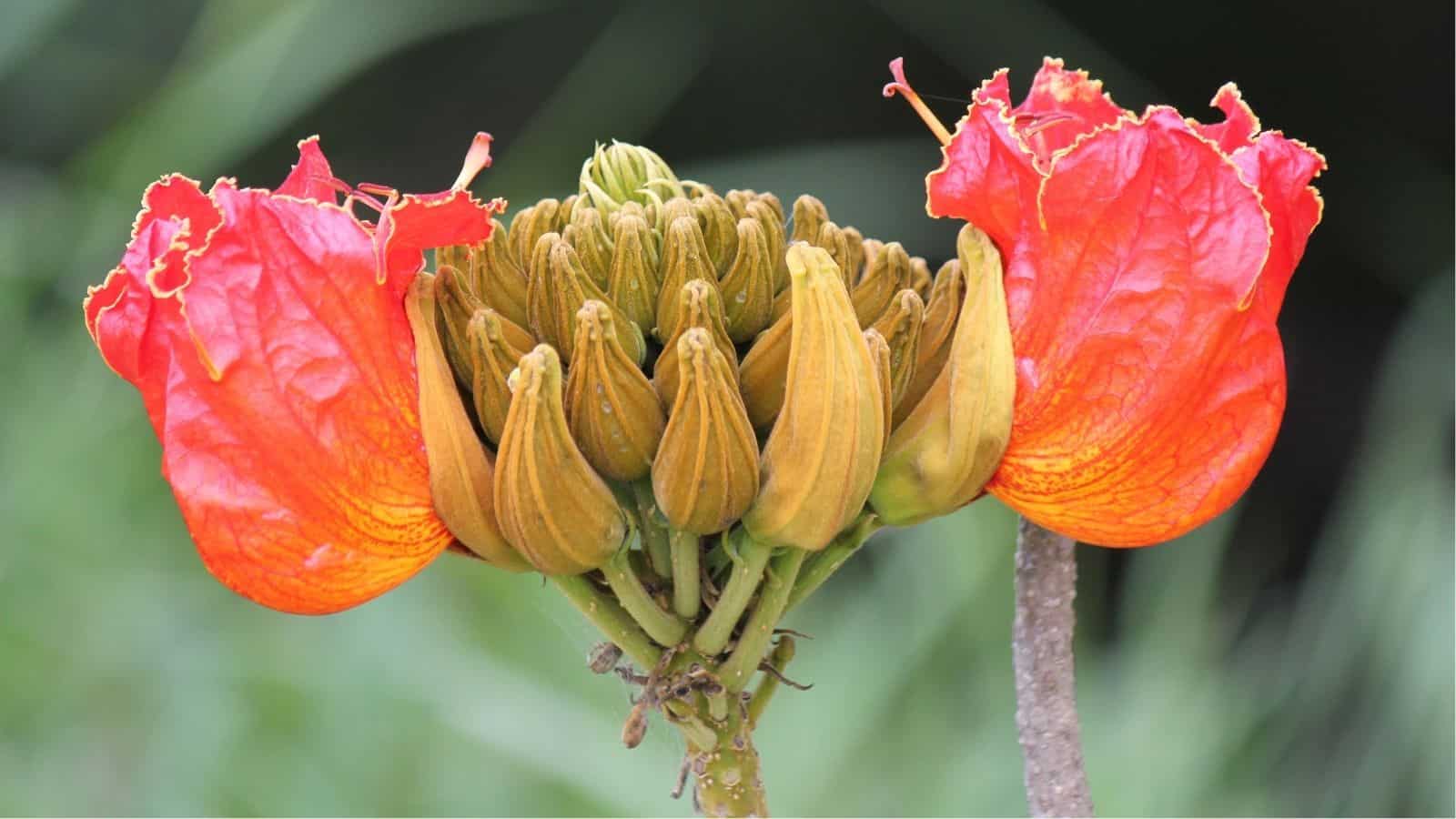 Close-up of an African tulip tree flower cluster with two open bright orange-red blossoms and multiple unopened buds against a blurred green background.