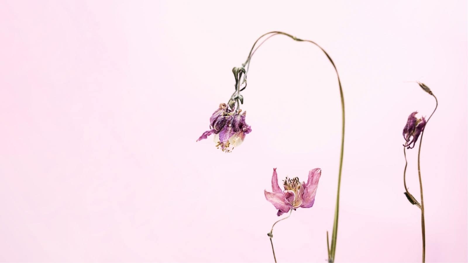 Two wilted pink flowers with thin stems against a pale pink background.