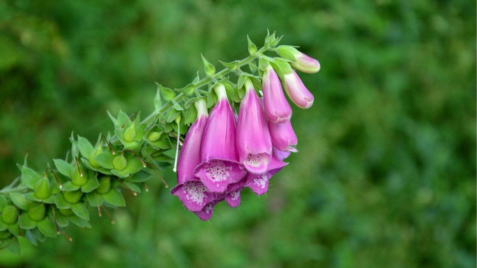 A close-up of a cluster of purple foxglove flowers with green foliage in the background.