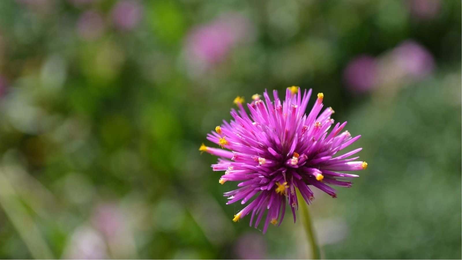 Close-up of a single purple flower with yellow tips on its petals, set against a blurred green and purple background.