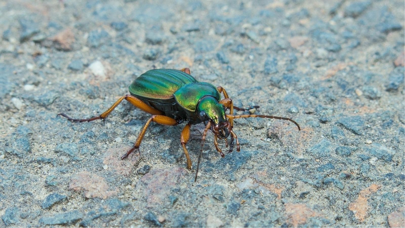 A metallic green ground beetle with orange legs and antennae stands on a rough, gray concrete surface.