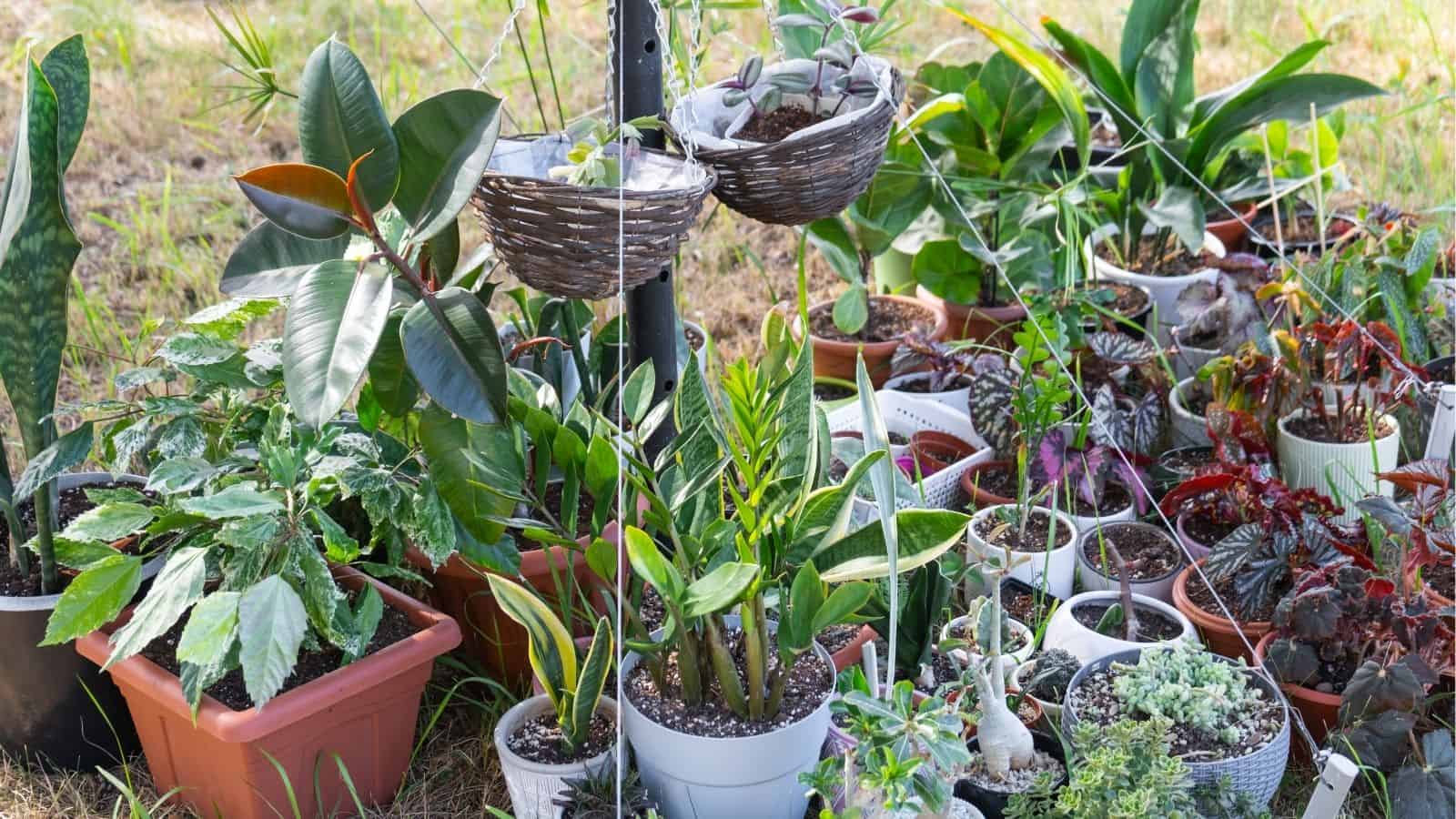 A variety of potted houseplants and succulents arranged outdoors on the ground, with two hanging baskets among them.